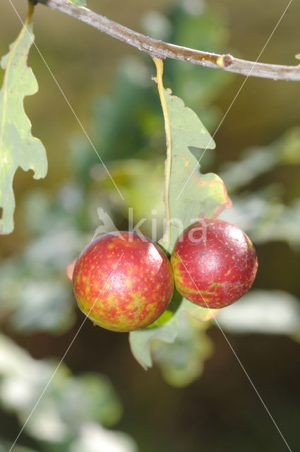Cherry gall