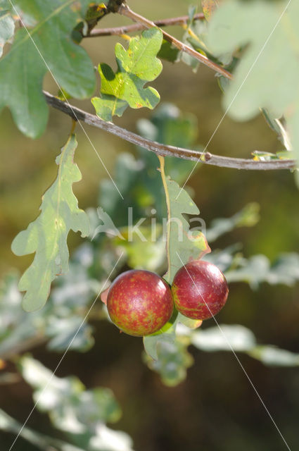 Cherry gall