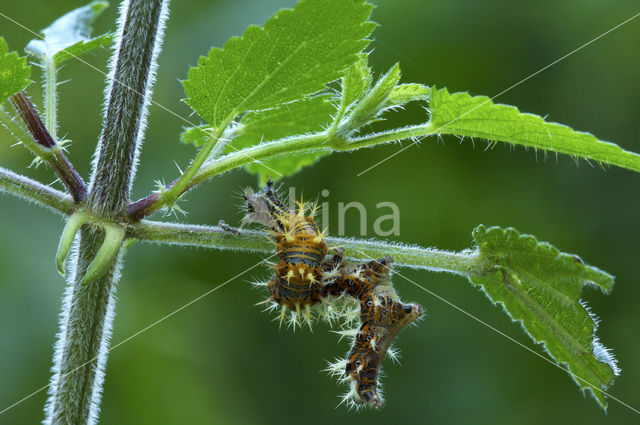 Gehakkelde aurelia (Polygonia c-album)