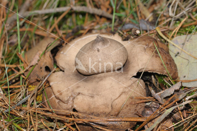 Collared Earthstar (Geastrum triplex)