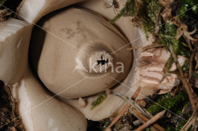 Collared Earthstar (Geastrum triplex)