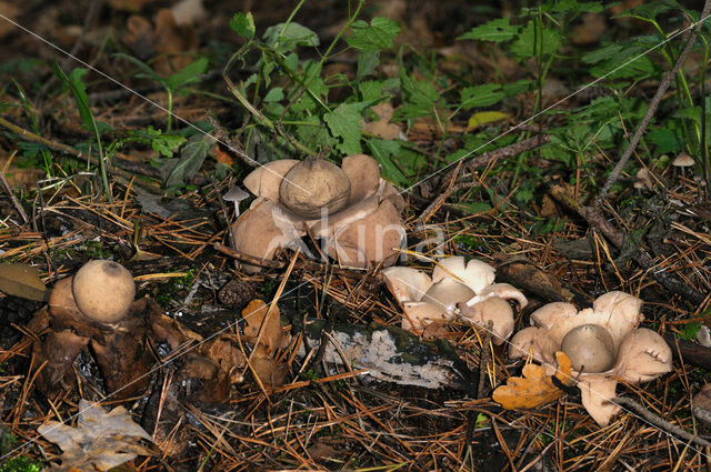 Collared Earthstar (Geastrum triplex)