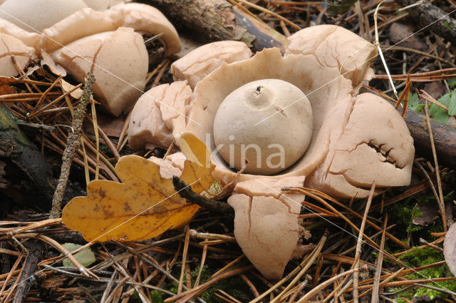 Collared Earthstar (Geastrum triplex)