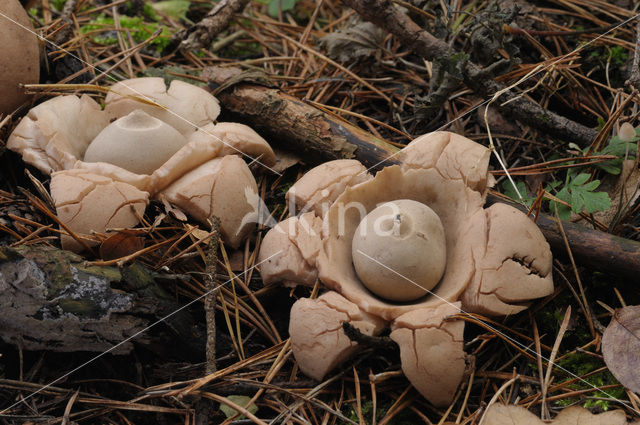 Gekraagde aardster (Geastrum triplex)