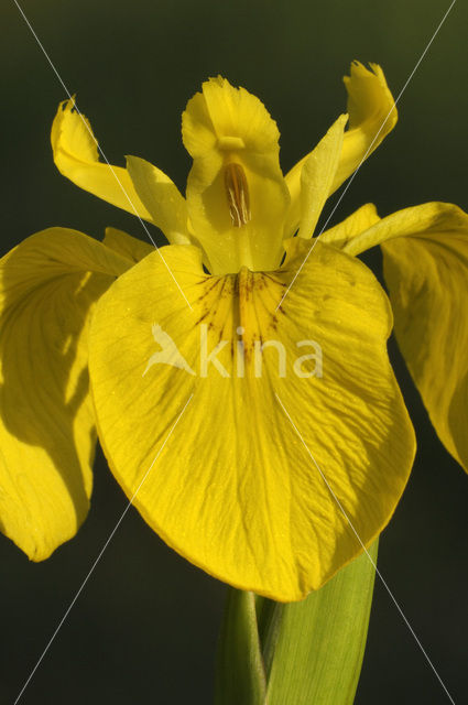 Gele lis (Iris pseudacorus)