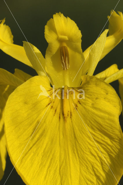 Gele lis (Iris pseudacorus)