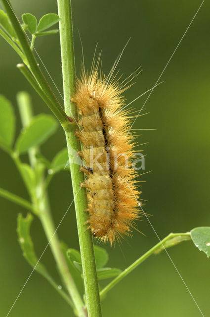 Buff Ermine (Spilosoma lutea)