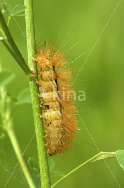 Gele tijger (Spilosoma lutea)