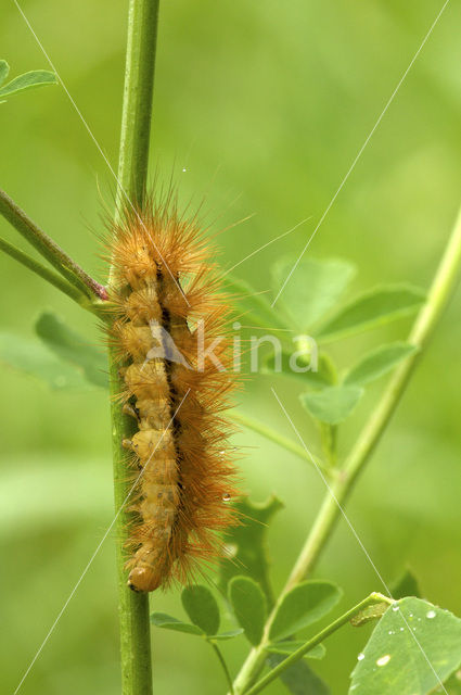 Gele tijger (Spilosoma lutea)