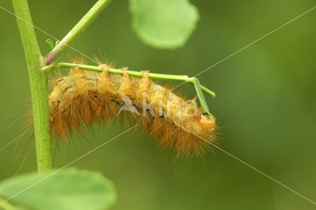 Gele tijger (Spilosoma lutea)