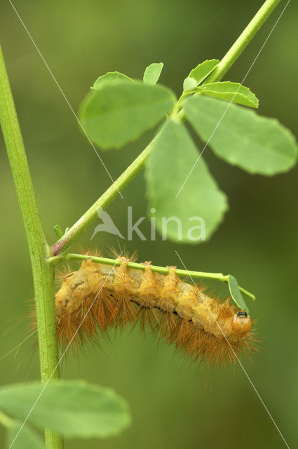 Gele tijger (Spilosoma lutea)