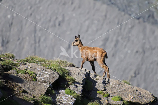 Chamois (Rupicapra rupicapra)