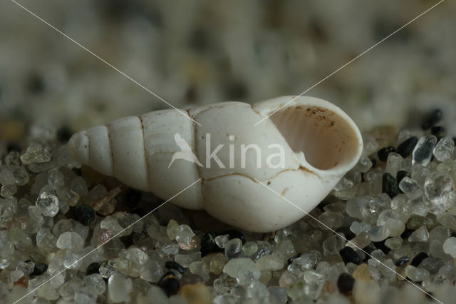 Geplooide tandhoren (Odostomia conoidea)