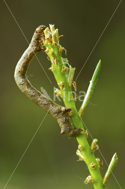 Gepluimde spanner (Colotois pennaria)