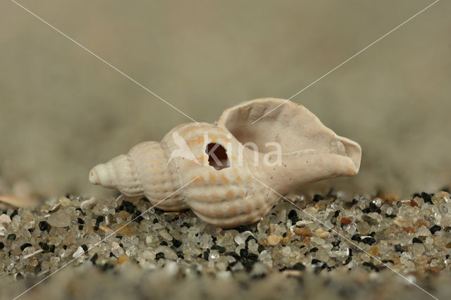 Prickly Spindle-shell (Trophon muricatus)