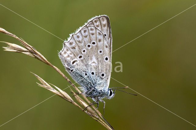Getand blauwtje (Polyommatus daphnis)