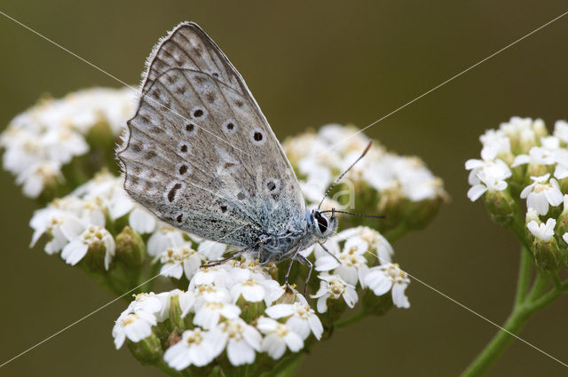 Getand blauwtje (Polyommatus daphnis)