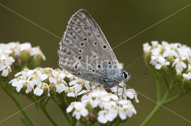 Getand blauwtje (Polyommatus daphnis)