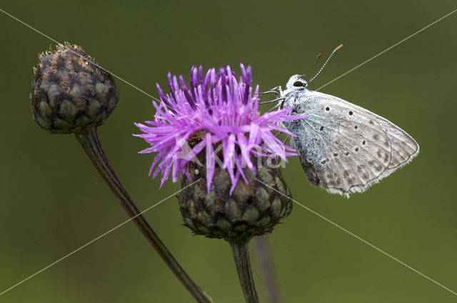 Getand blauwtje (Polyommatus daphnis)