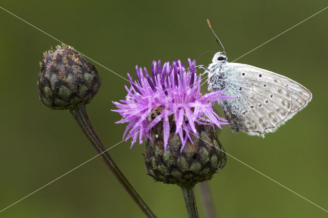 Getand blauwtje (Polyommatus daphnis)