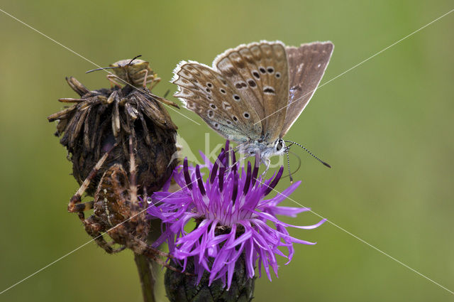 Polyommatus daphnis