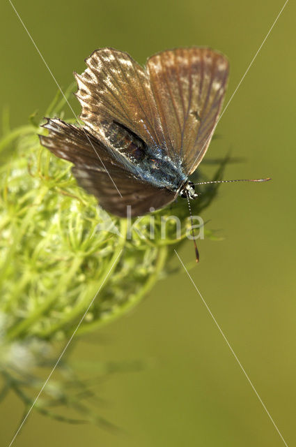 Polyommatus daphnis