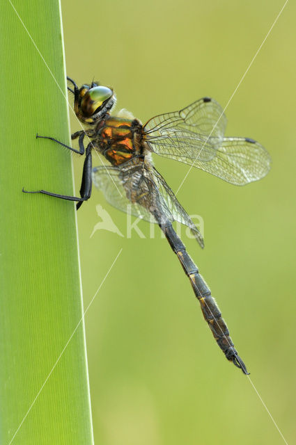 Yellow-spotted Dragonfly (Somatochlora flavomaculata)