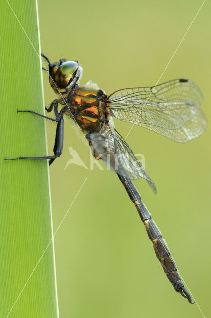 Yellow-spotted Dragonfly (Somatochlora flavomaculata)