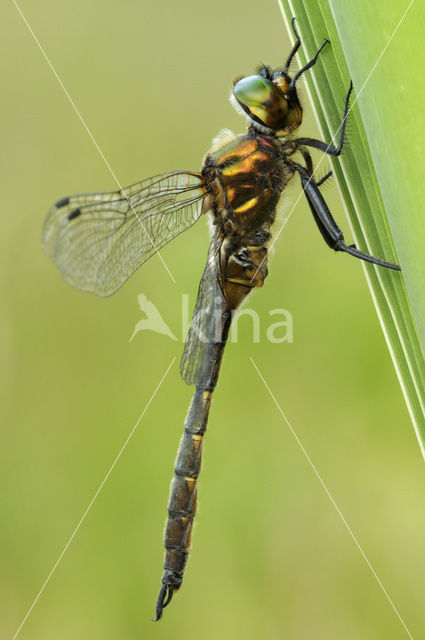 Gevlekte glanslibel (Somatochlora flavomaculata)