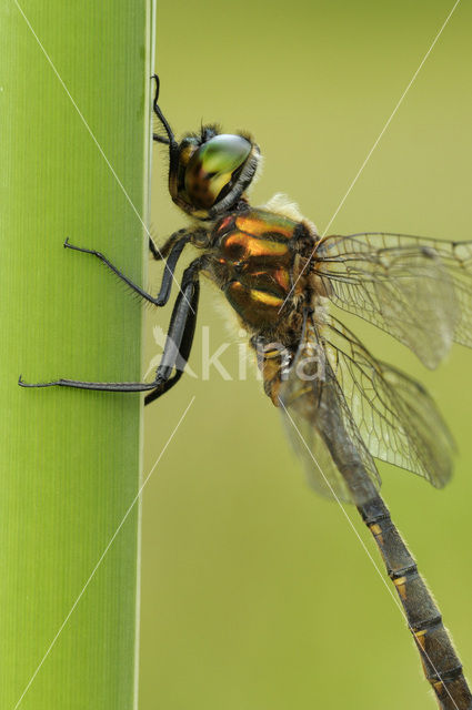 Yellow-spotted Dragonfly (Somatochlora flavomaculata)