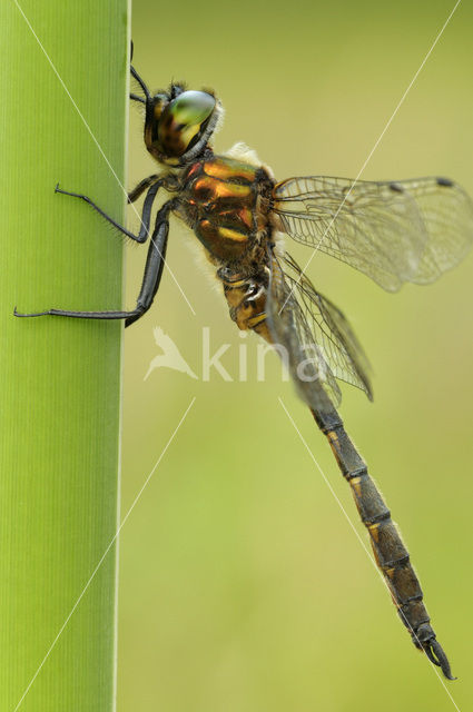 Yellow-spotted Dragonfly (Somatochlora flavomaculata)