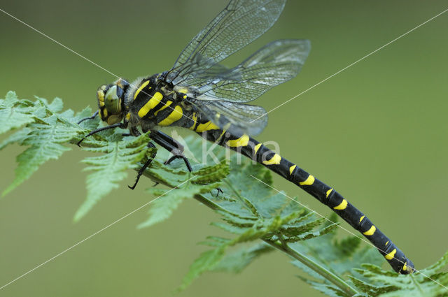 Gewone bronlibel (Cordulegaster boltonii)