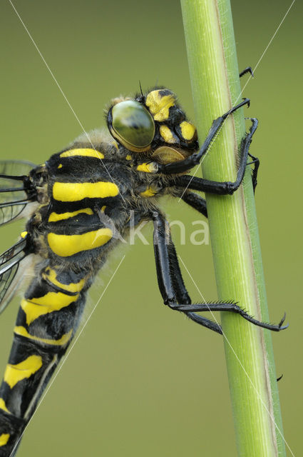 Golden-ringed Dragonfly (Cordulegaster boltonii)