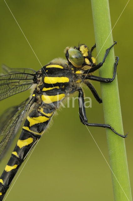 Gewone bronlibel (Cordulegaster boltonii)