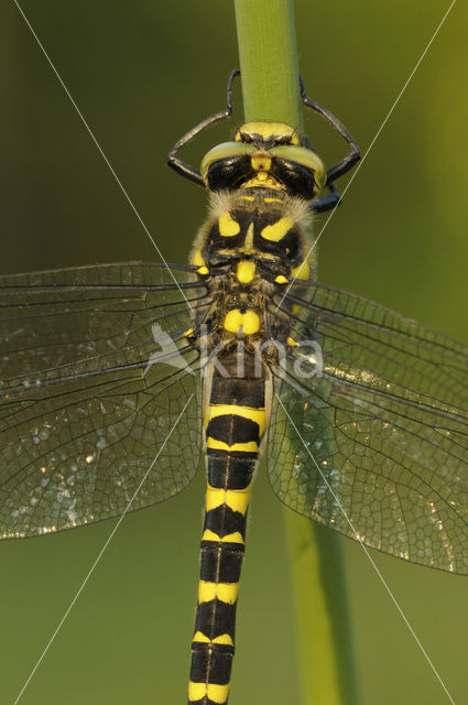 Golden-ringed Dragonfly (Cordulegaster boltonii)