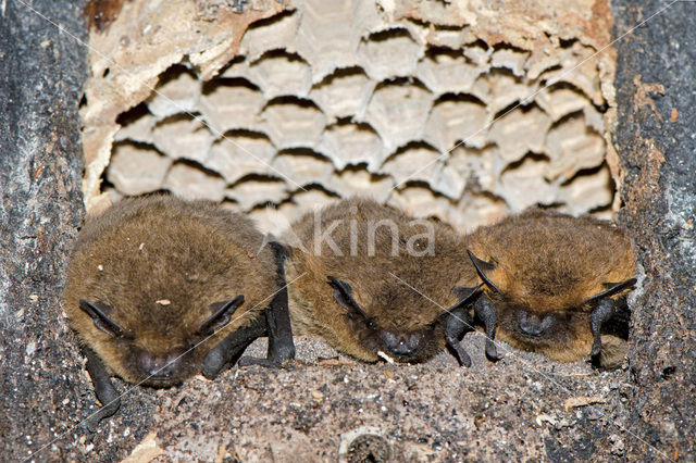 Gewone dwergvleermuis (Pipistrellus pipistrellus)