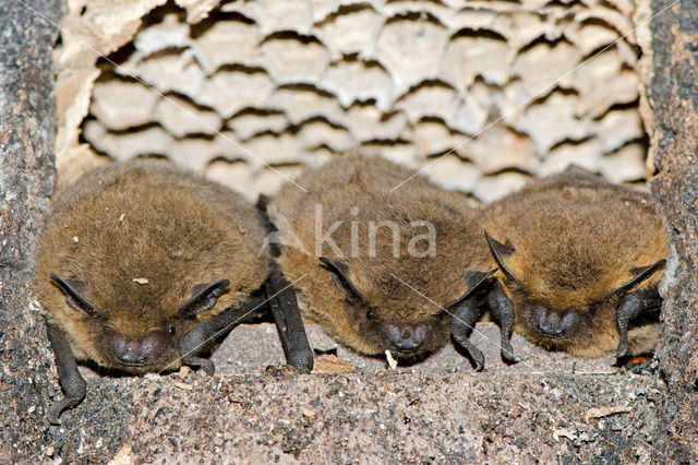 Gewone dwergvleermuis (Pipistrellus pipistrellus)