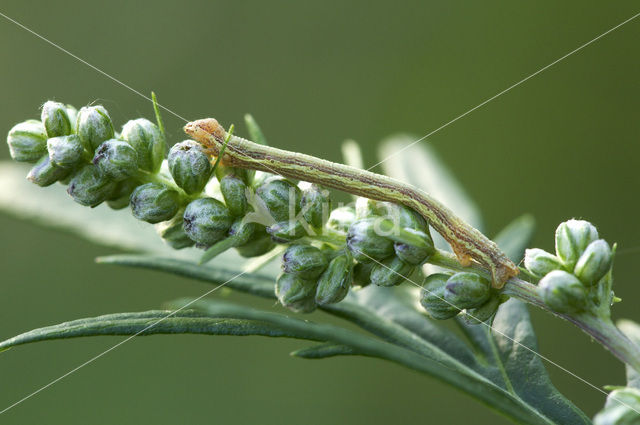 Gewone heispanner (Ematurga atomaria)