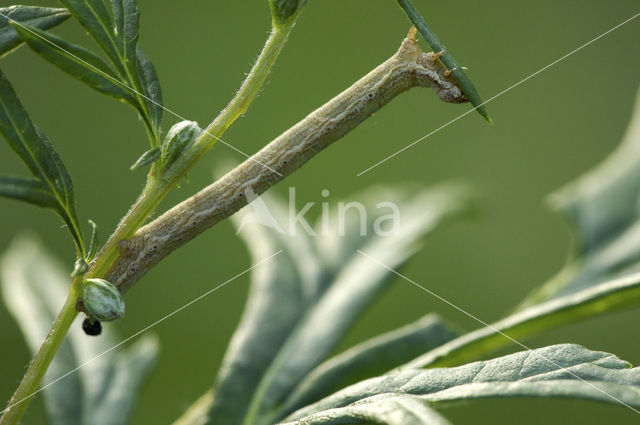 Gewone heispanner (Ematurga atomaria)