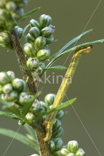 Gewone heispanner (Ematurga atomaria)