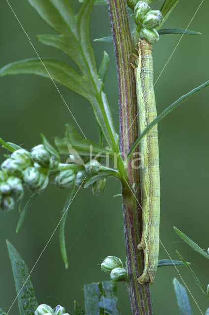 Gewone heispanner (Ematurga atomaria)