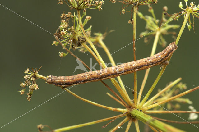 Gewone heispanner (Ematurga atomaria)