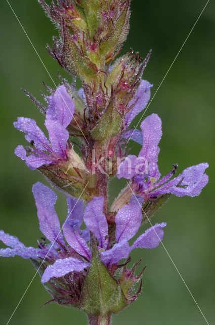 Gewone kattenstaart (Lythrum salicaria)