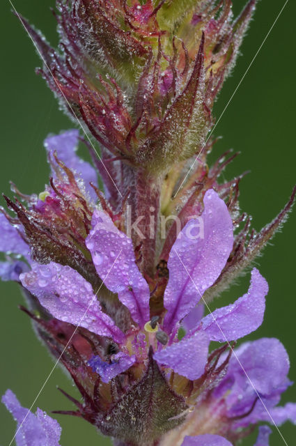 Gewone kattenstaart (Lythrum salicaria)