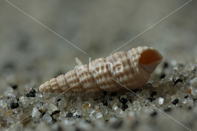 Small Needle-whelk (Bittium reticulatum)