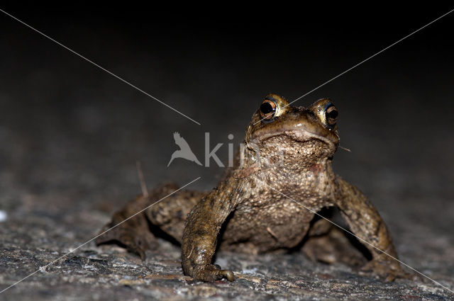 Gewone pad (Bufo bufo)