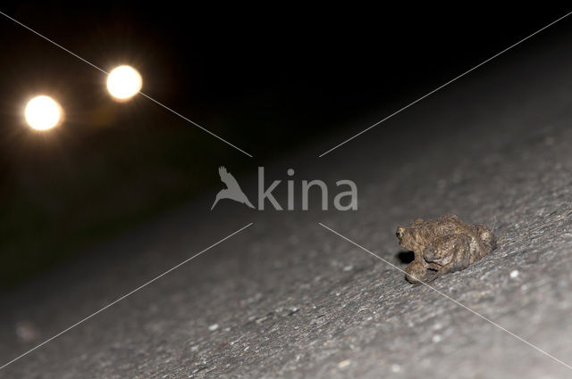 Gewone pad (Bufo bufo)