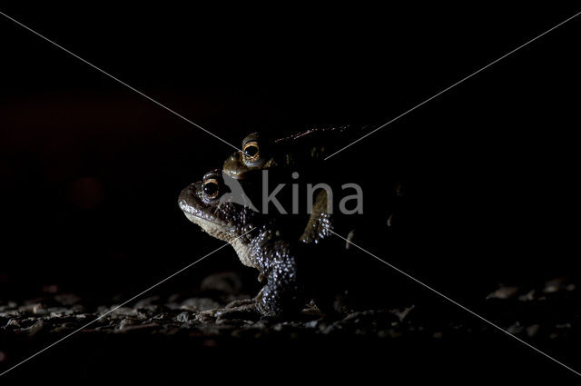 Common Toad (Bufo bufo)