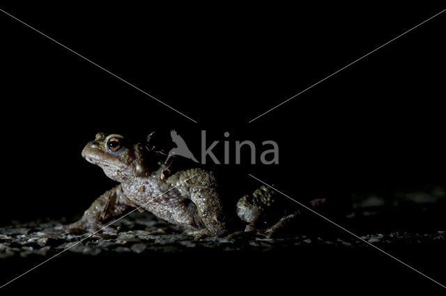 Gewone pad (Bufo bufo)