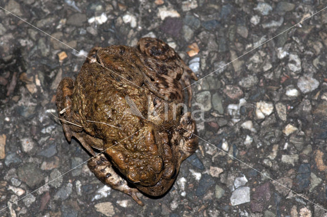 Gewone pad (Bufo bufo)